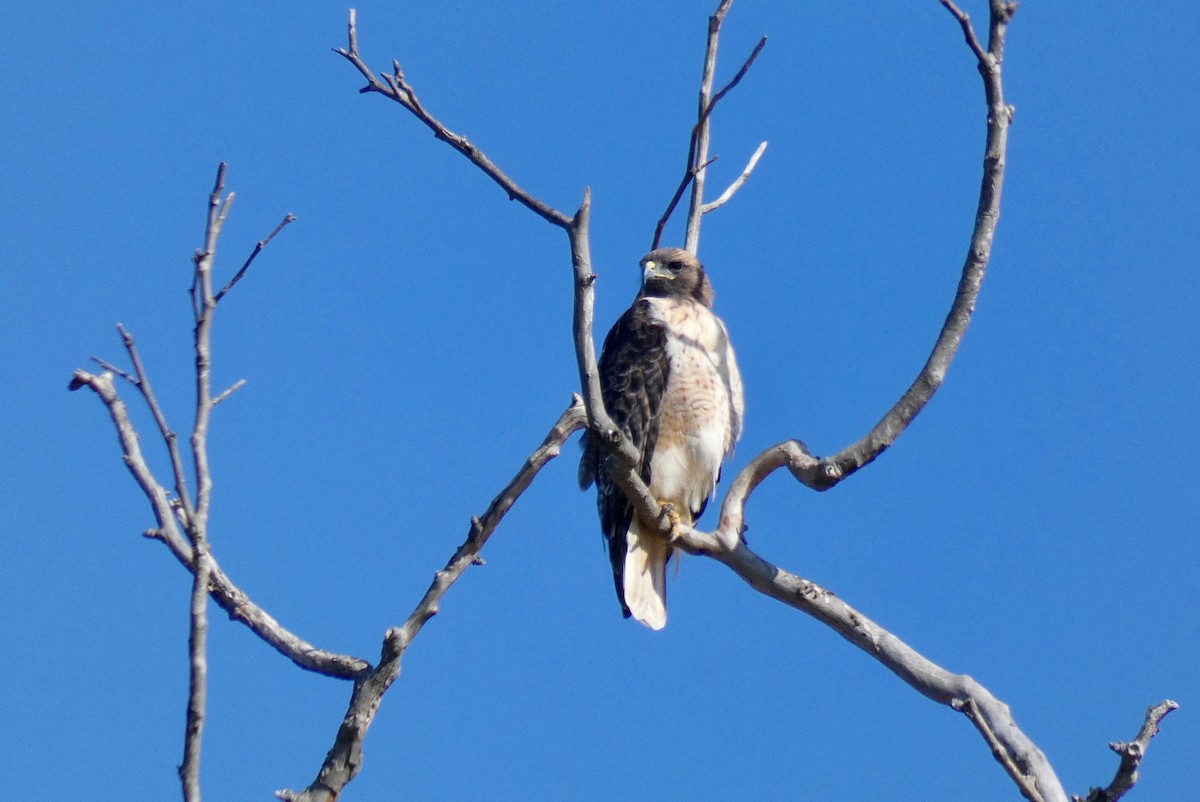 Red-tailed Hawk - ML174627751