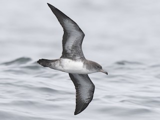  - Pink-footed Shearwater