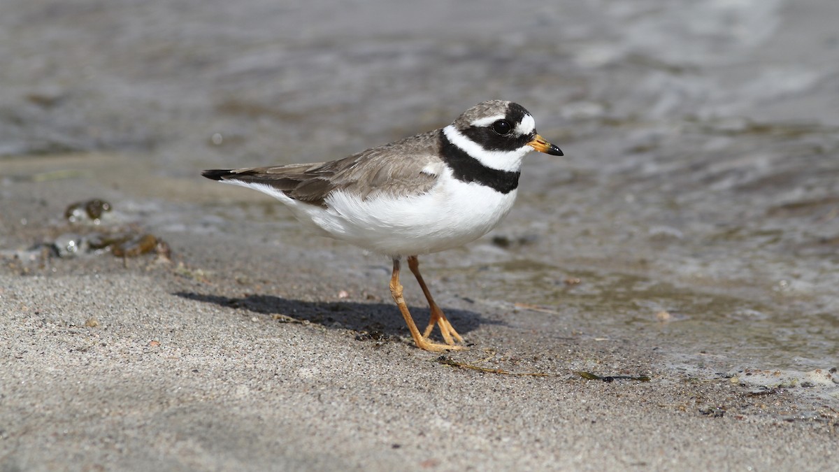 Common Ringed Plover - ML174630851