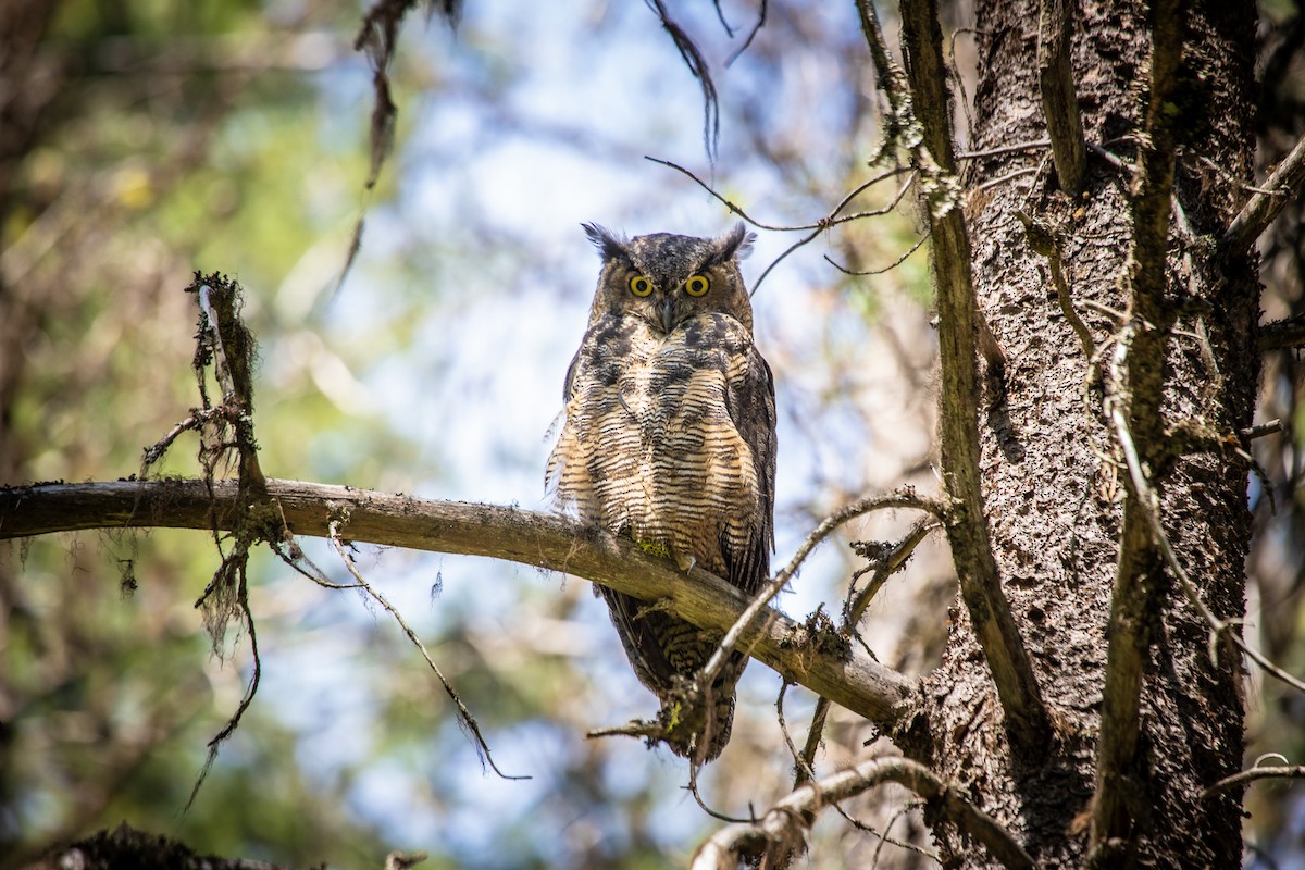 Great Horned Owl - ML174633811