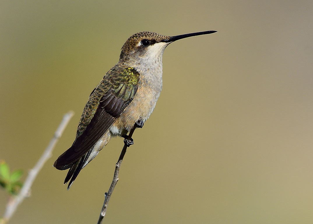 Black-chinned Hummingbird - Ad Konings