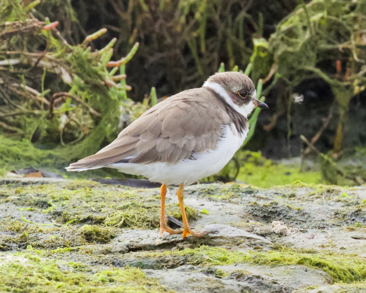Semipalmated Plover - ML174647051