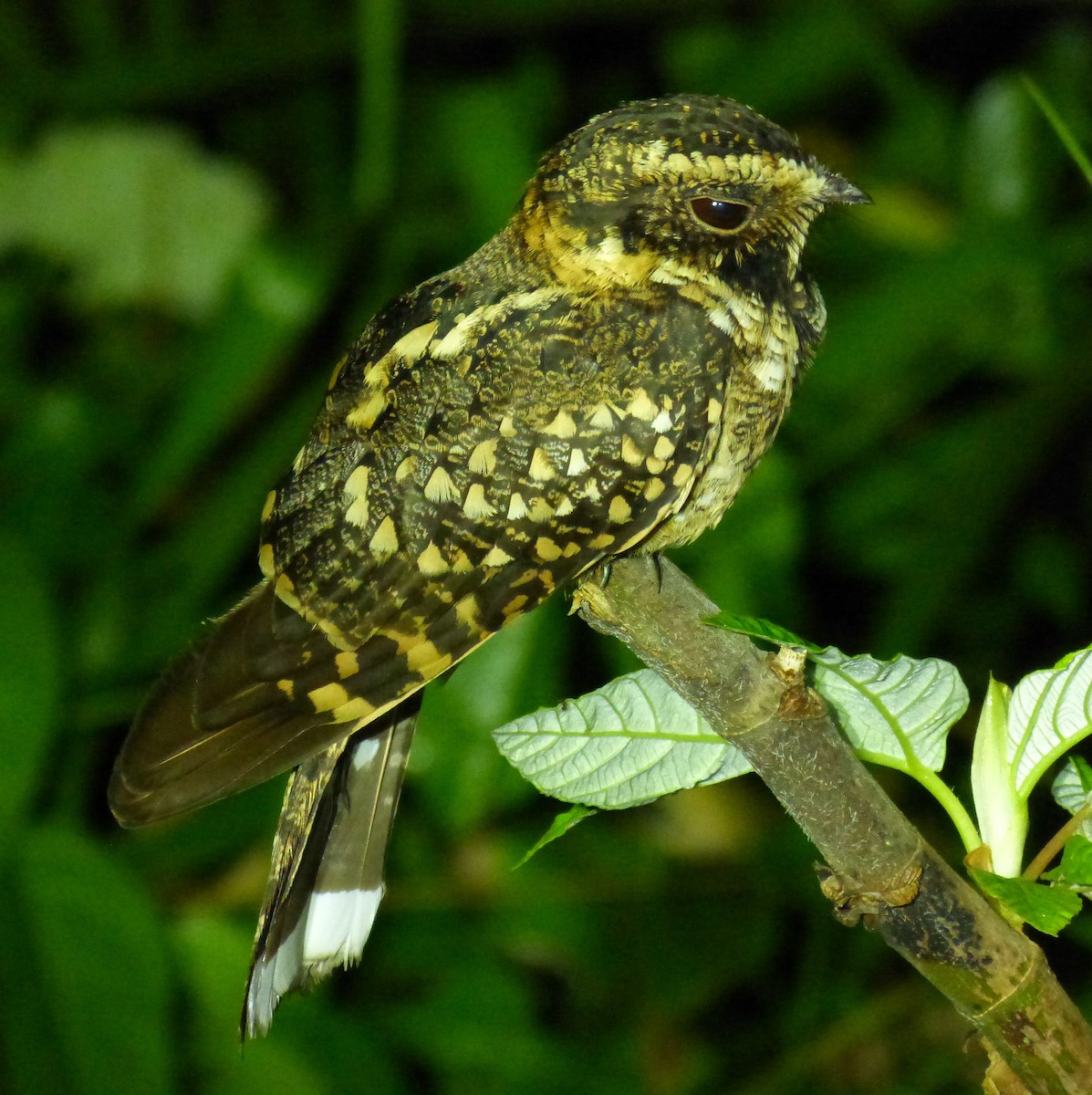 Spot-tailed Nightjar - Terry Rosenmeier