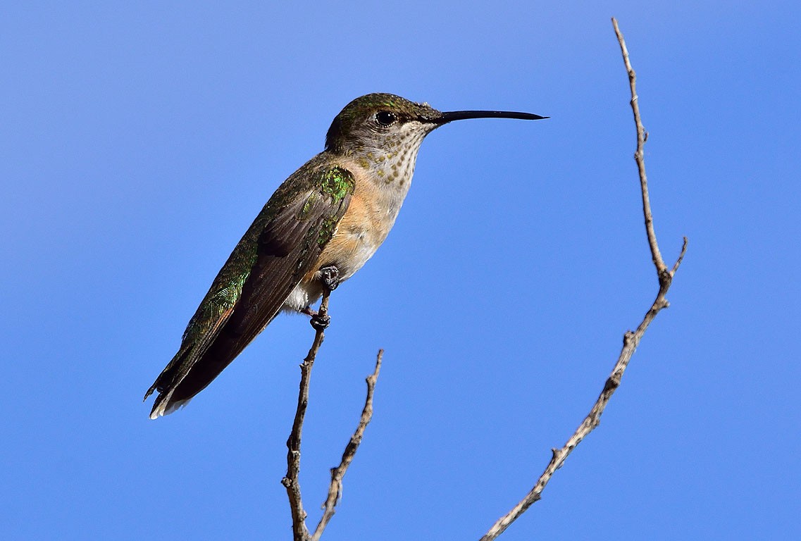 Broad-tailed Hummingbird - Ad Konings