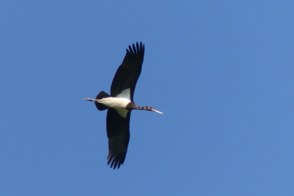 Black Stork - Niels Bomholt