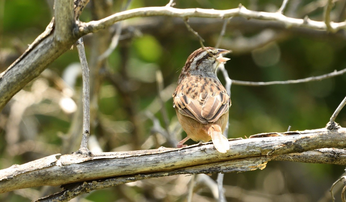 Cinnamon-tailed Sparrow - Antonio Robles