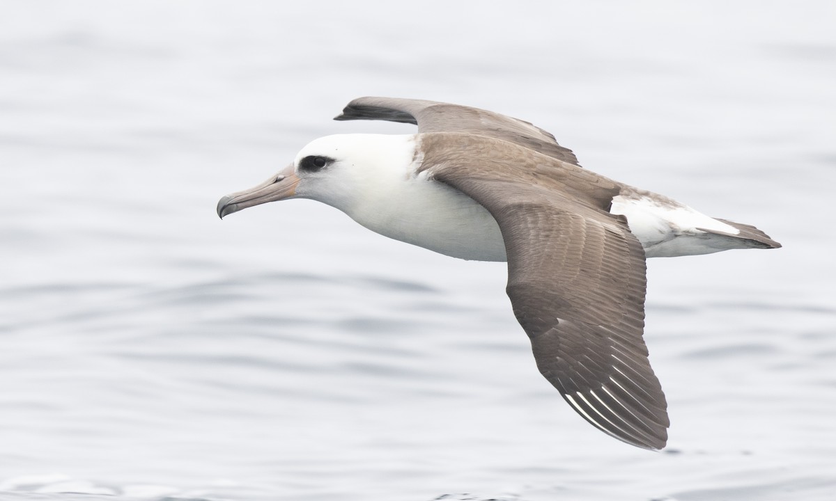 albatros laysanský - ML174650861