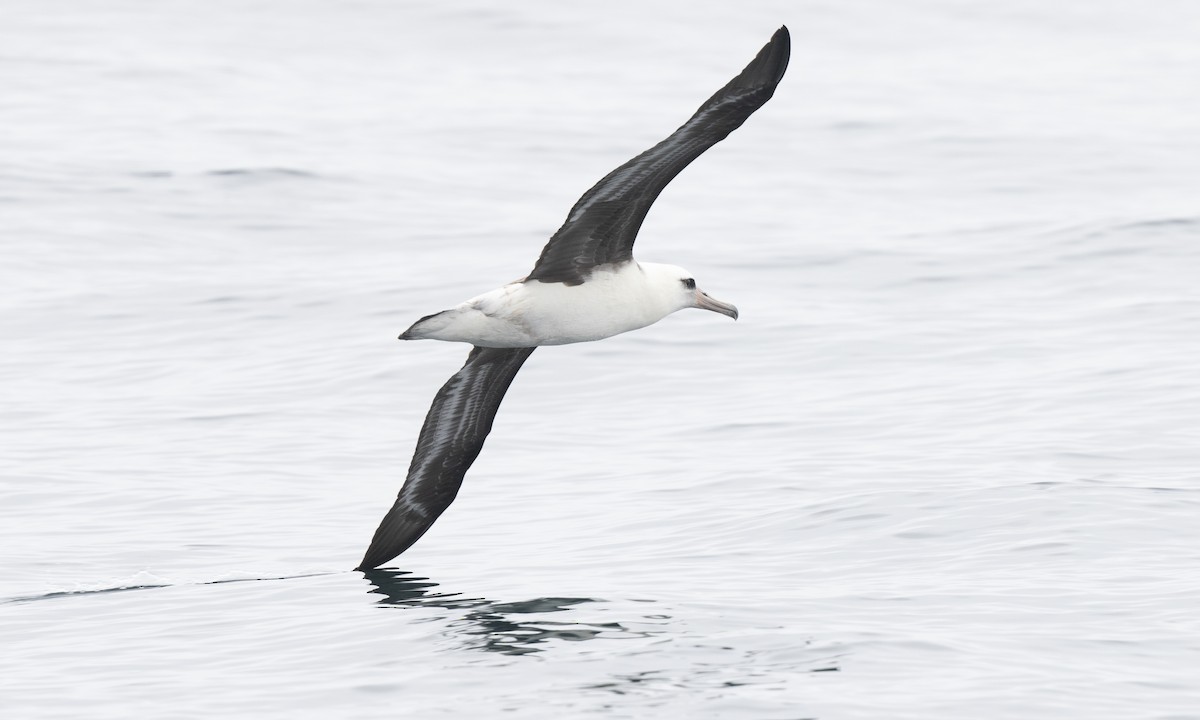 Laysan Albatross - ML174650981