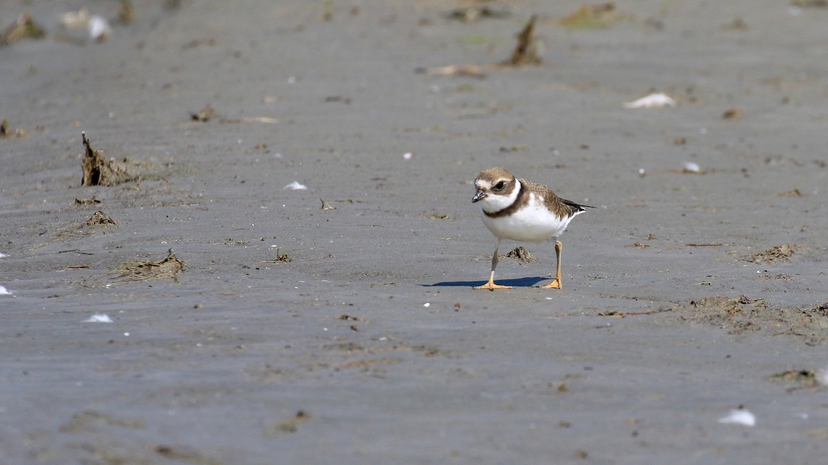 Semipalmated Plover - ML174651521