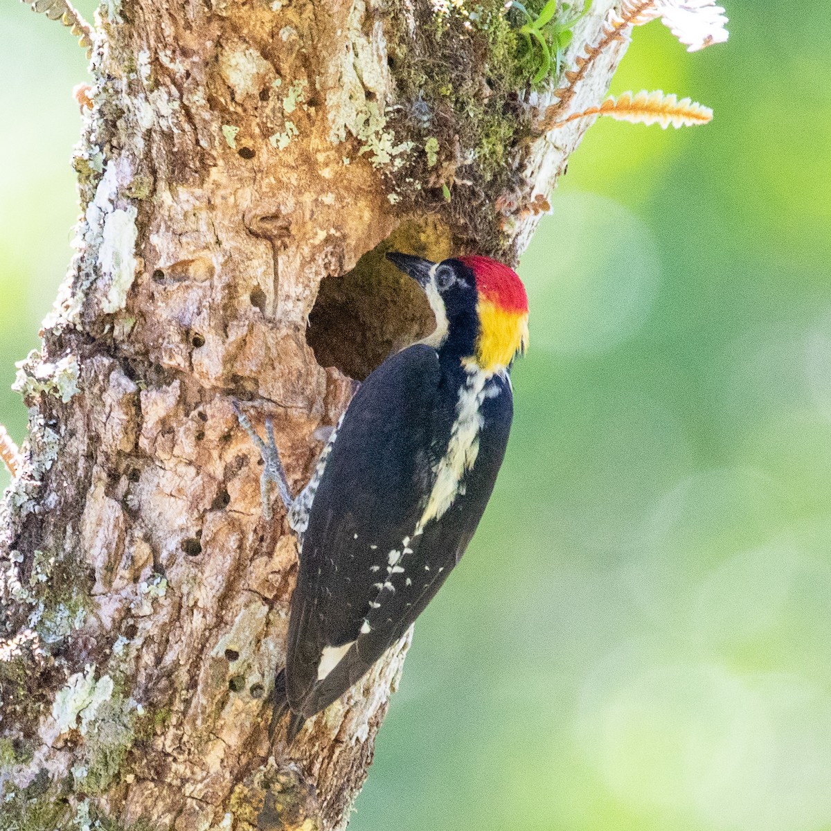 Beautiful Woodpecker - ML174652391