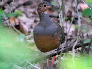  - Red-legged Tinamou