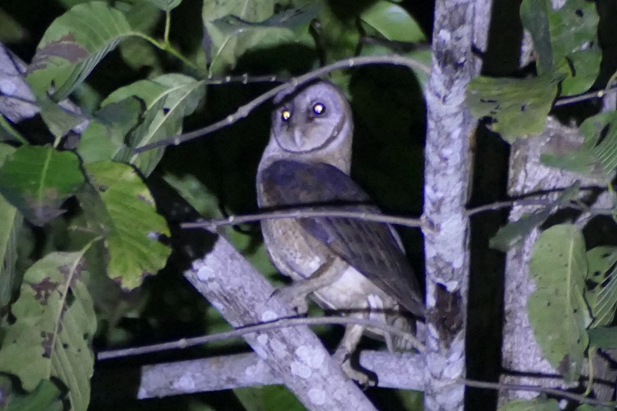 Sulawesi Masked-Owl - ML174664091