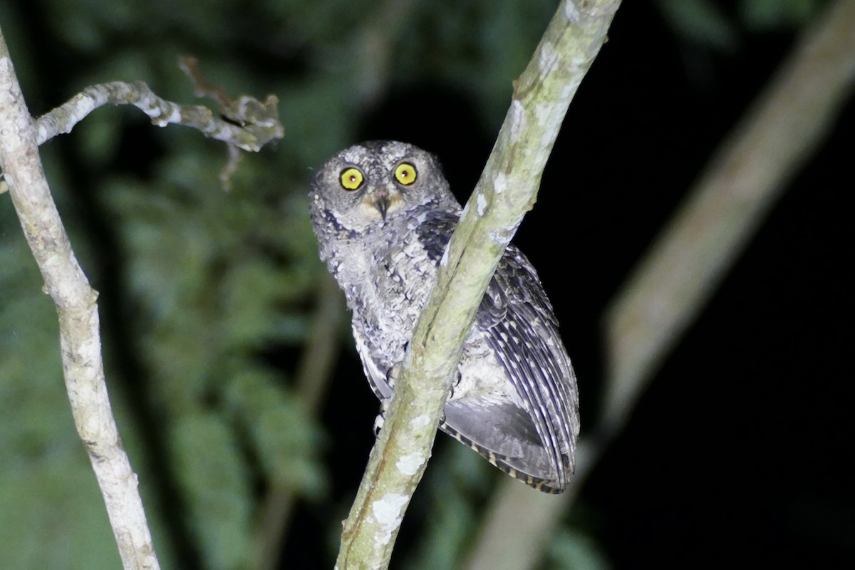 Sulawesi Scops-Owl - Peter Kaestner