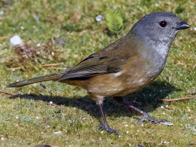 whistler bird