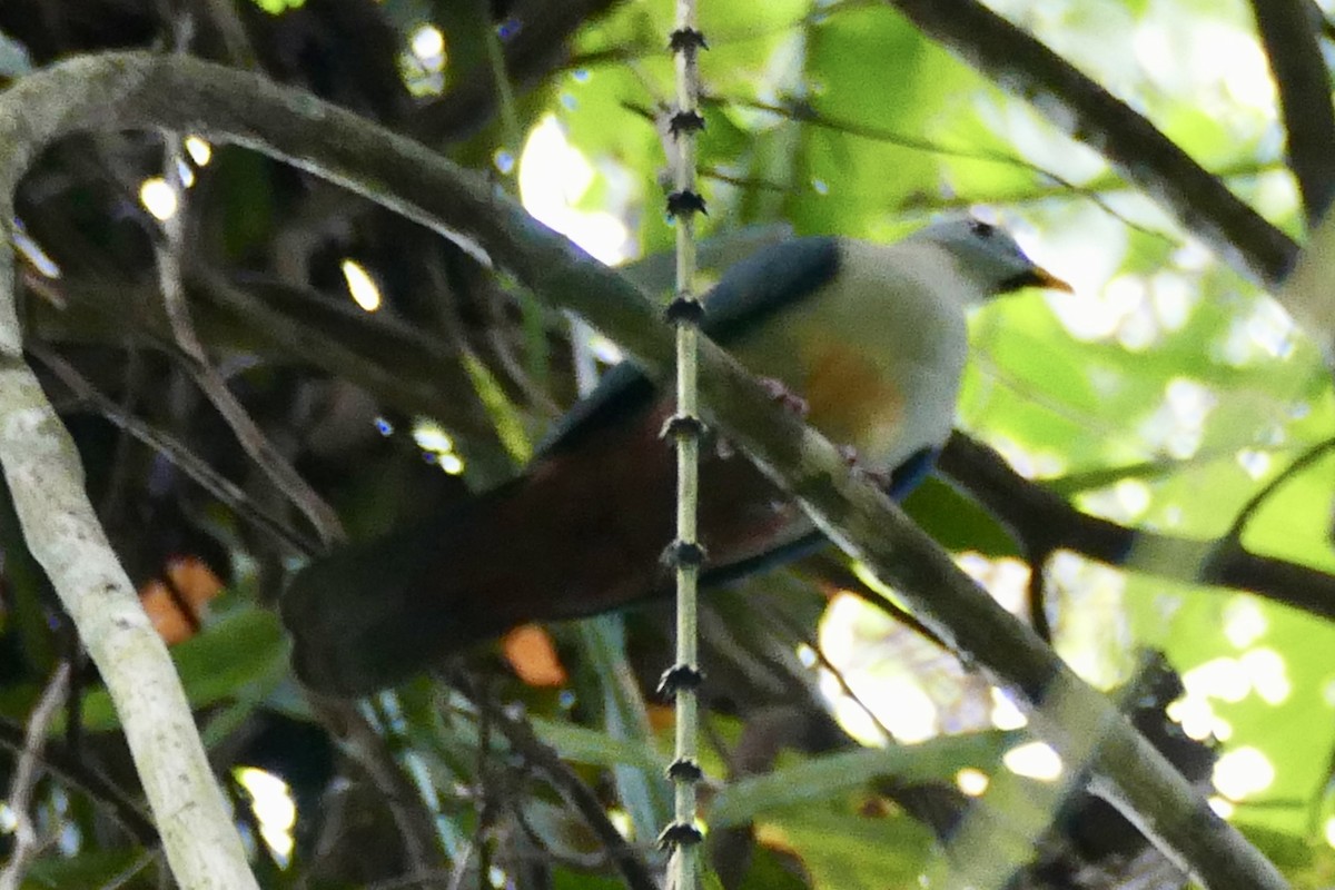 Maroon-chinned Fruit-Dove - ML174664931