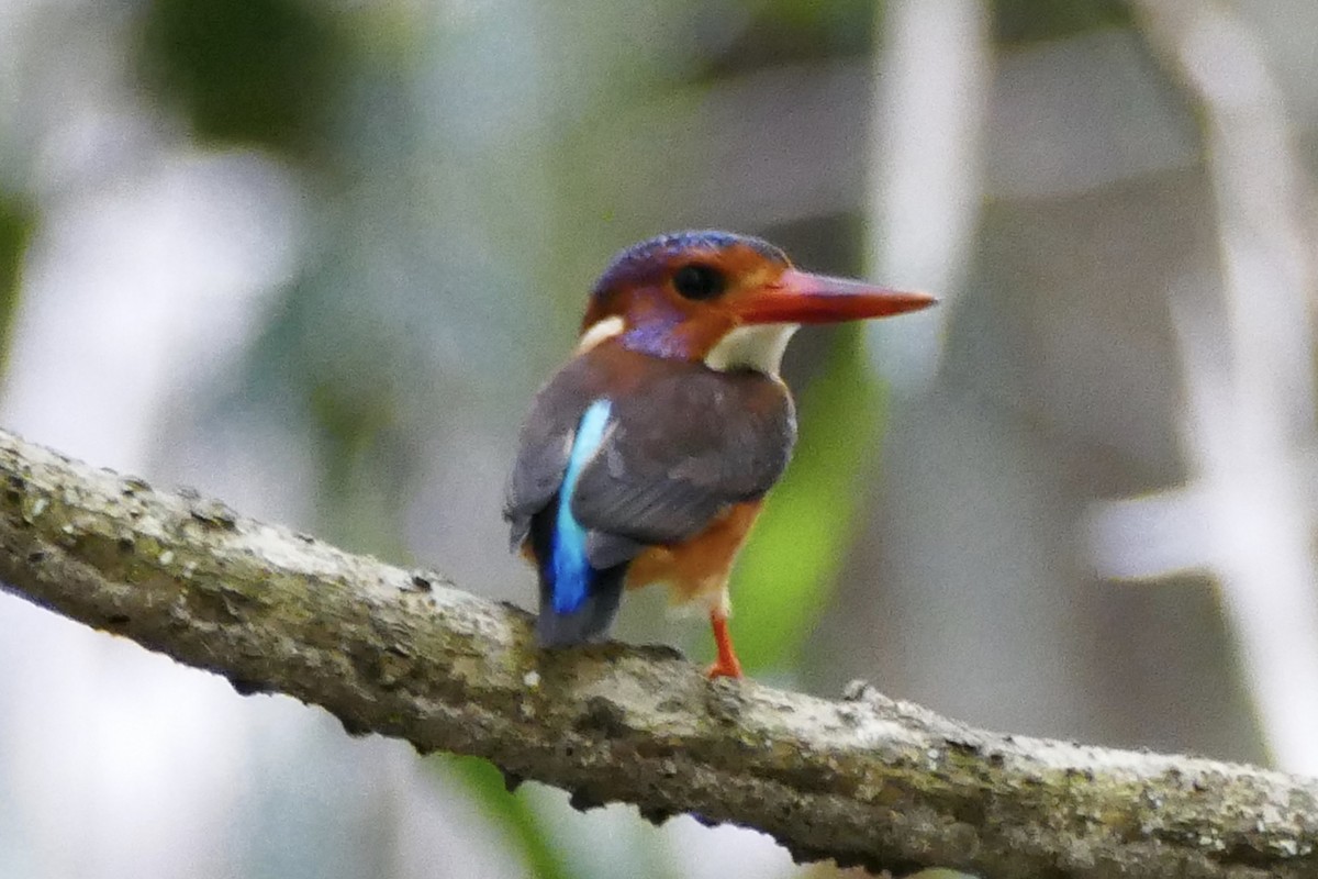 Sulawesi Dwarf-Kingfisher - ML174665171