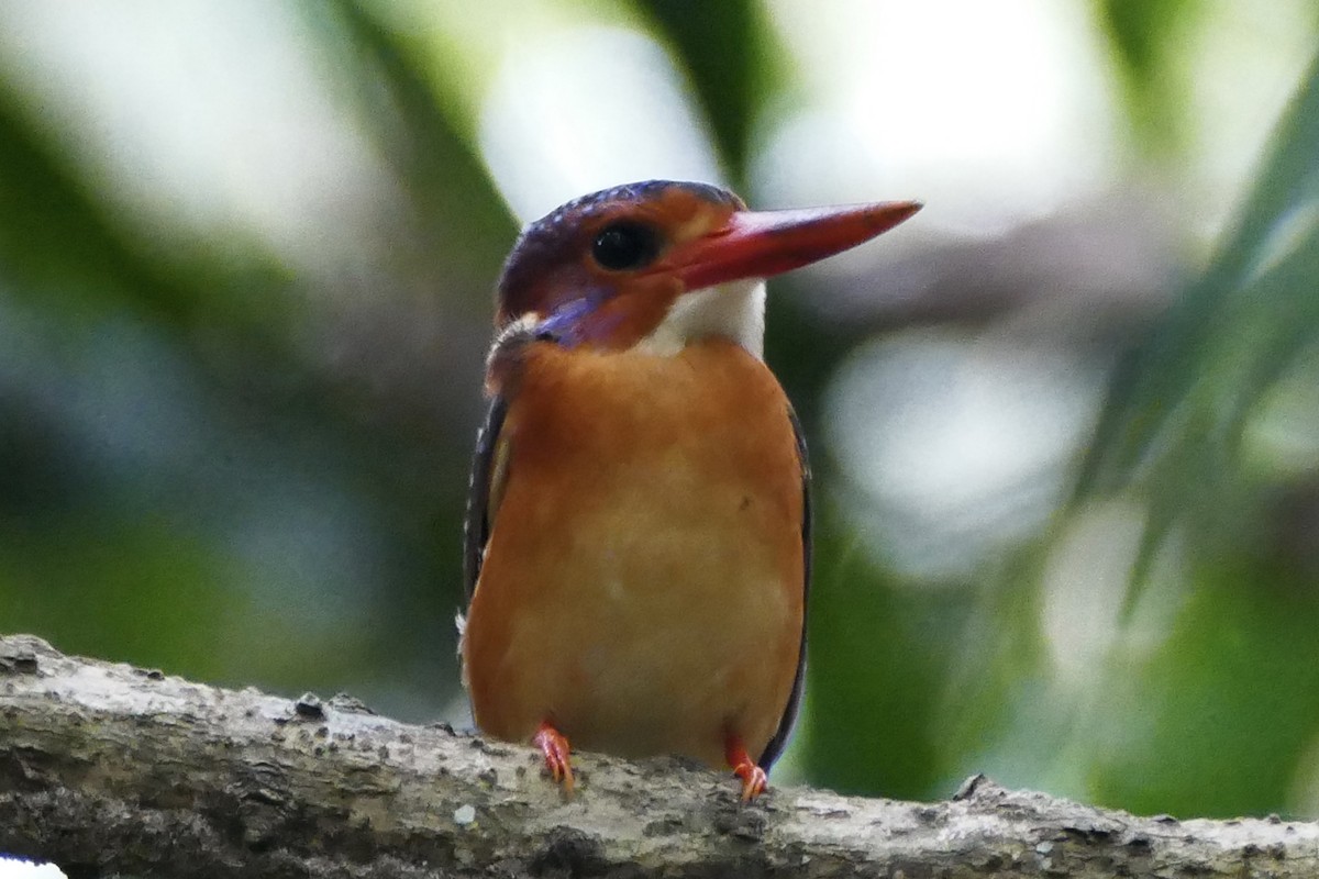 Sulawesi Dwarf-Kingfisher - ML174665191