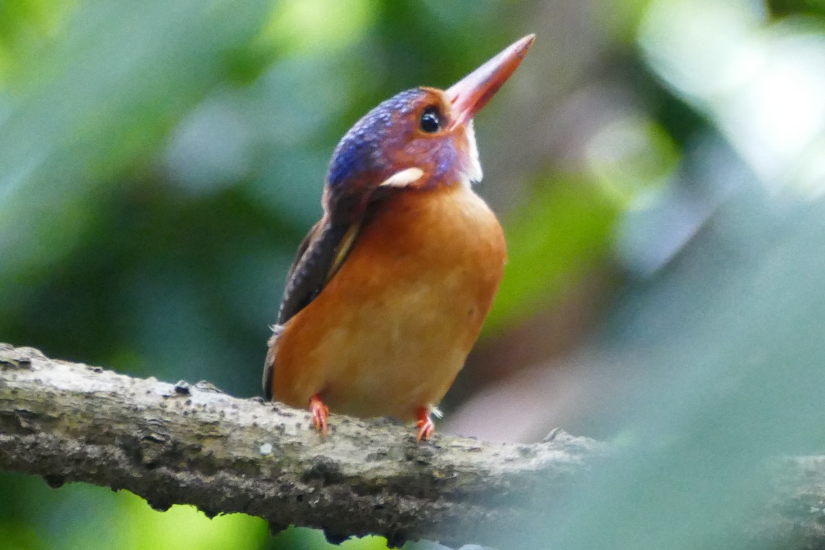 Sulawesi Dwarf-Kingfisher - Peter Kaestner