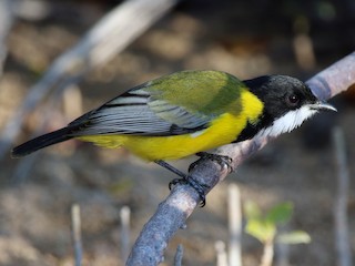  - Black-tailed Whistler