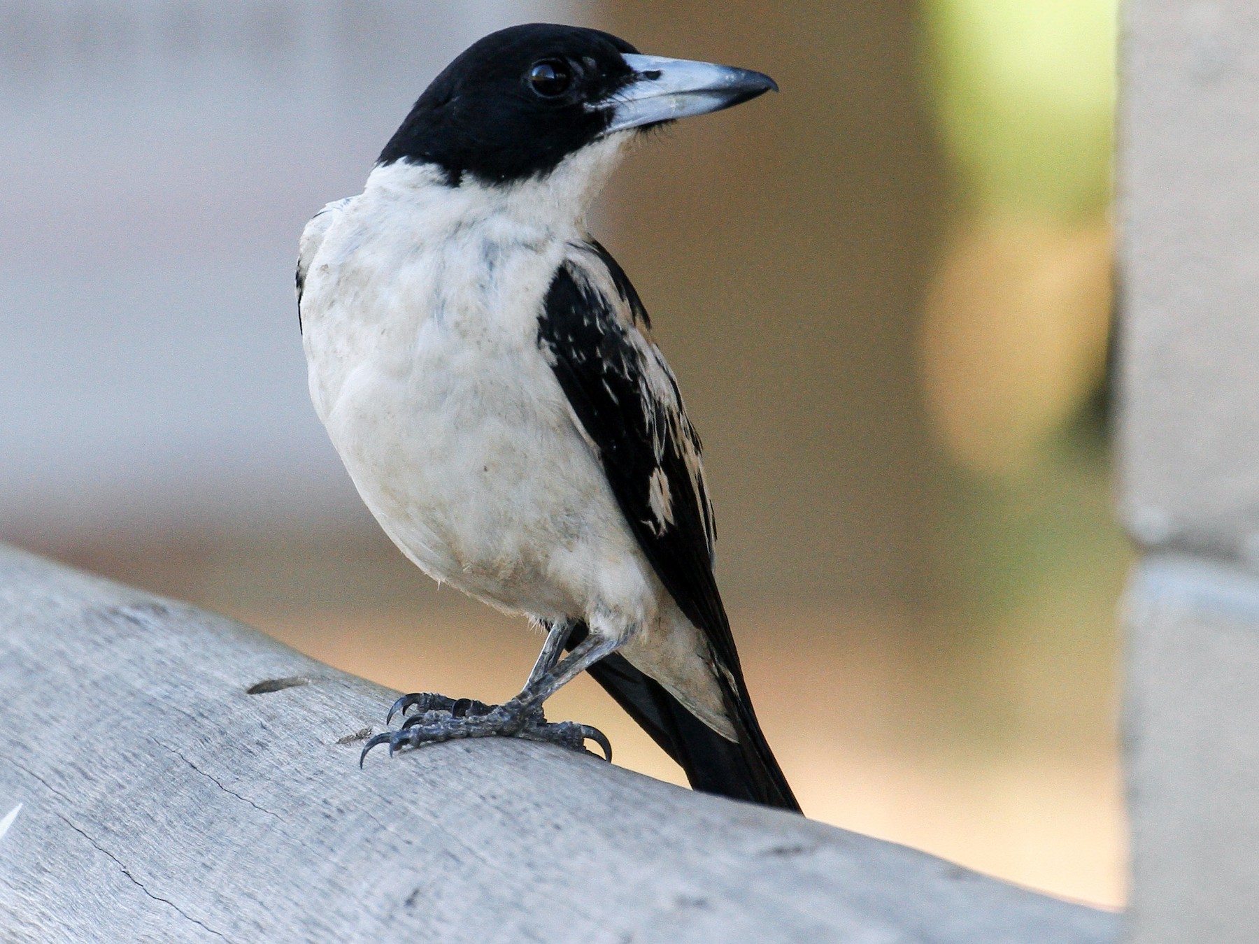 Black-backed Butcherbird - James Kennerley