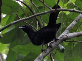 Trumpet Manucode - eBird