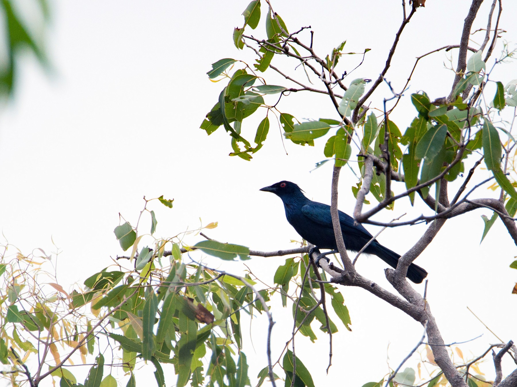 Trumpet Manucode eBird