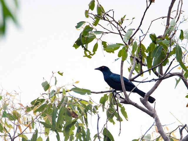 Photos - Trumpet Manucode - Phonygammus keraudrenii - Birds of the World