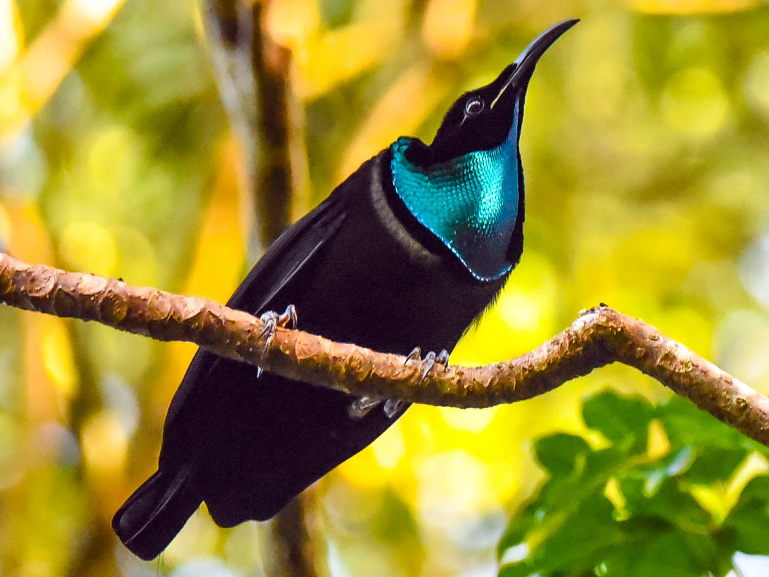 Magnificent Riflebird - Greg McKay