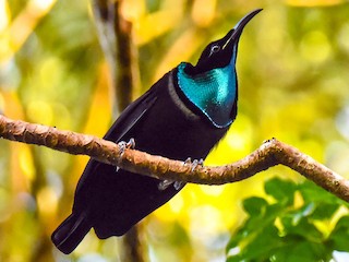 Magnificent Riflebird