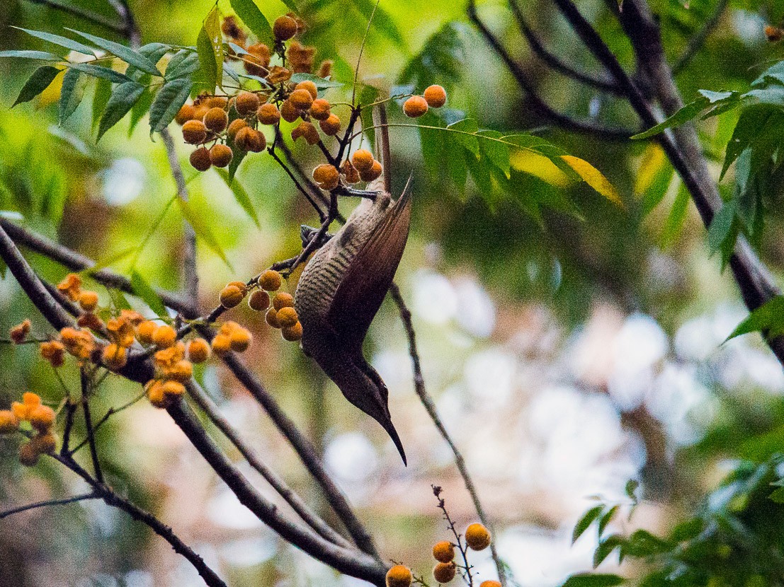 Magnificent Riflebird - eBird