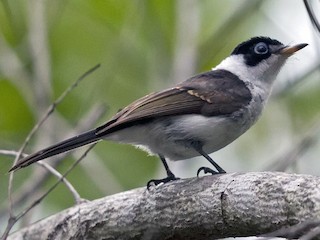 Молодая птица - Mat Gilfedder - ML174667341