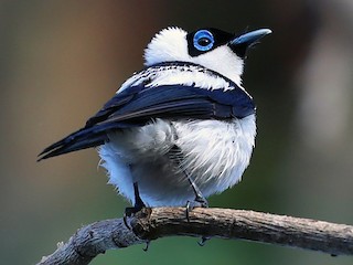 Adulte - Doug Herrington || Birdwatching Tropical Australia Tours - ML174667351