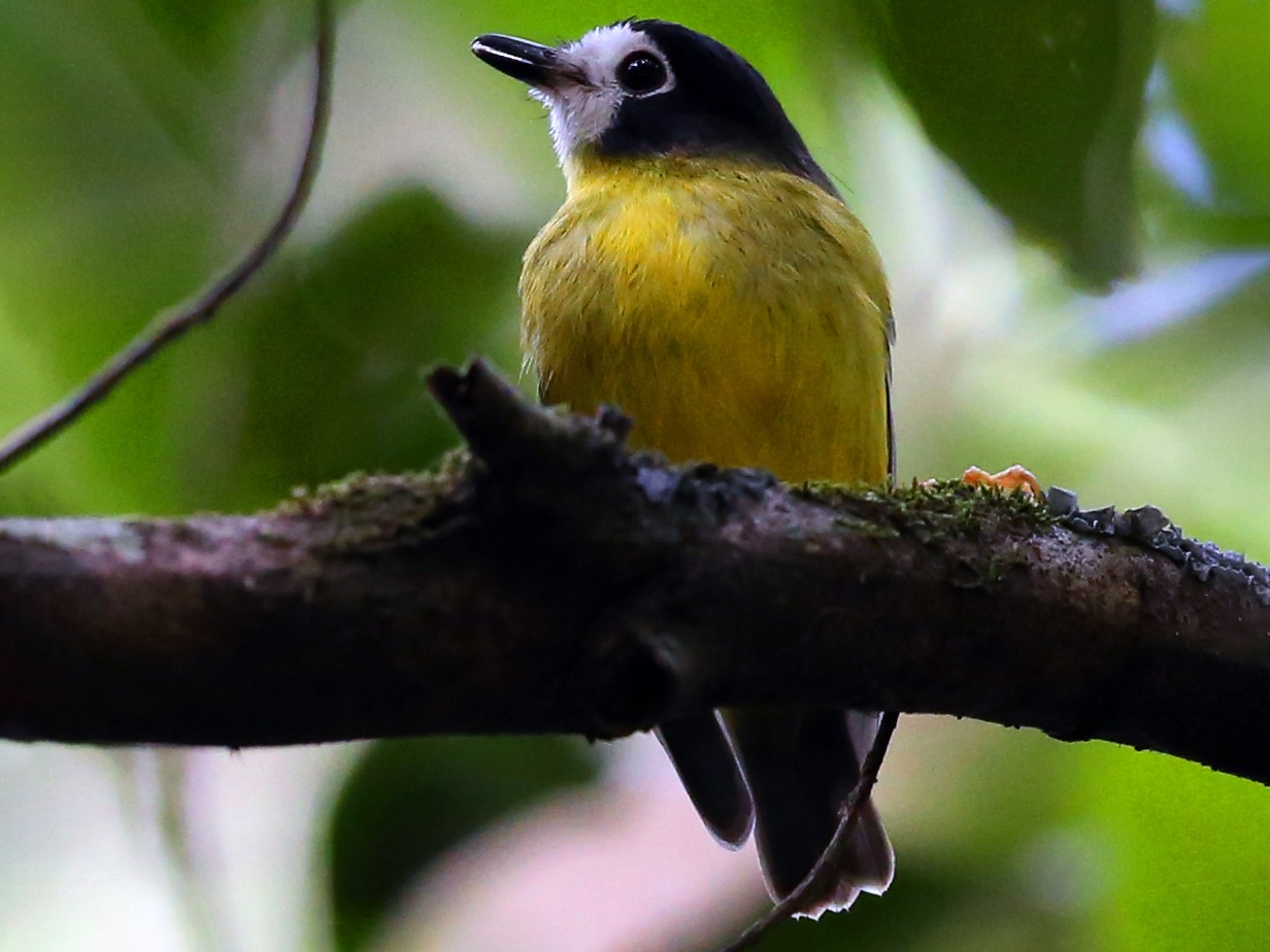 White-faced Robin - Doug Herrington || Birdwatching Tropical Australia Tours