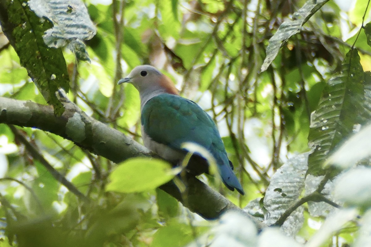 Green Imperial-Pigeon - ML174669811