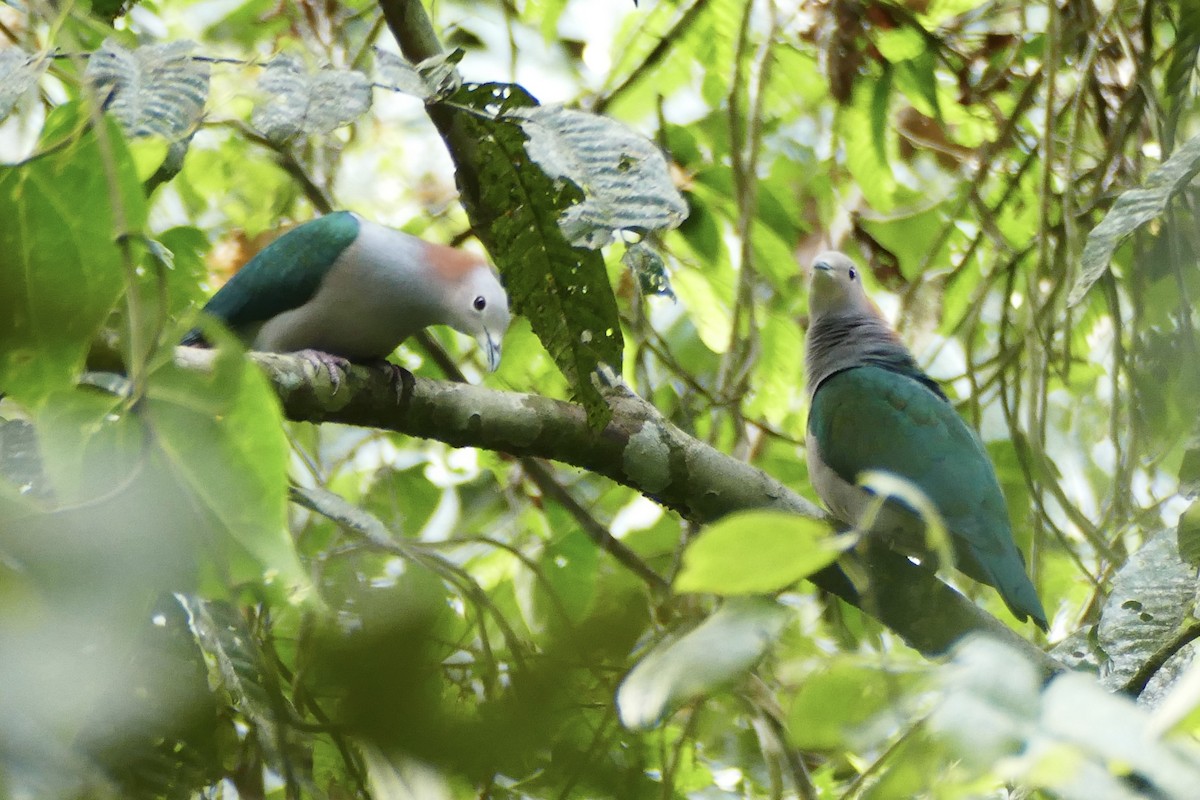 Green Imperial-Pigeon - ML174669831