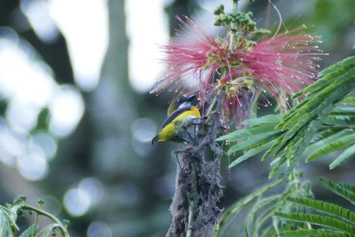 Yellow-sided Flowerpecker - ML174671691