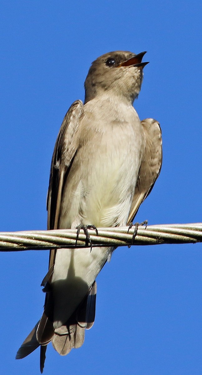 Northern Rough-winged Swallow - Gary Binderim