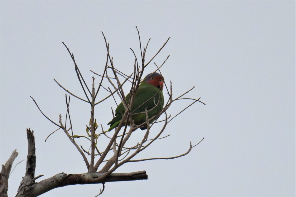 Red-cheeked Parrot - ML174675411