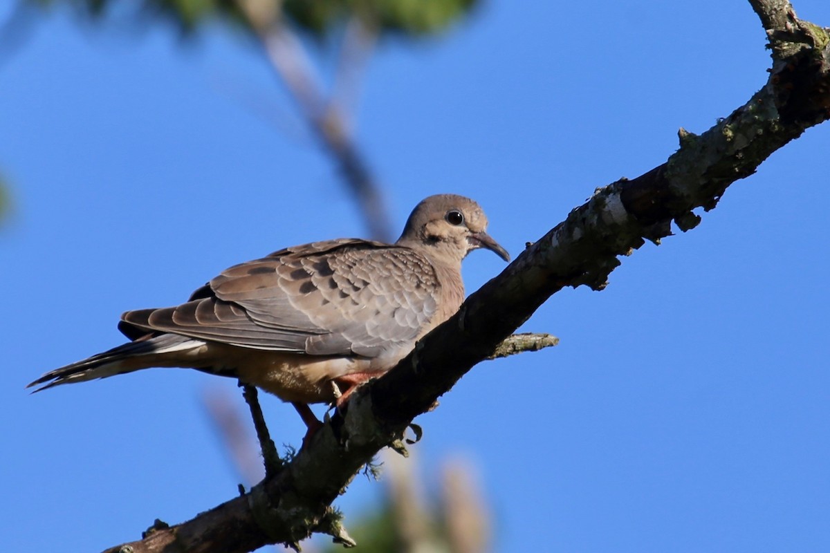 Mourning Dove - Deanna Griggs