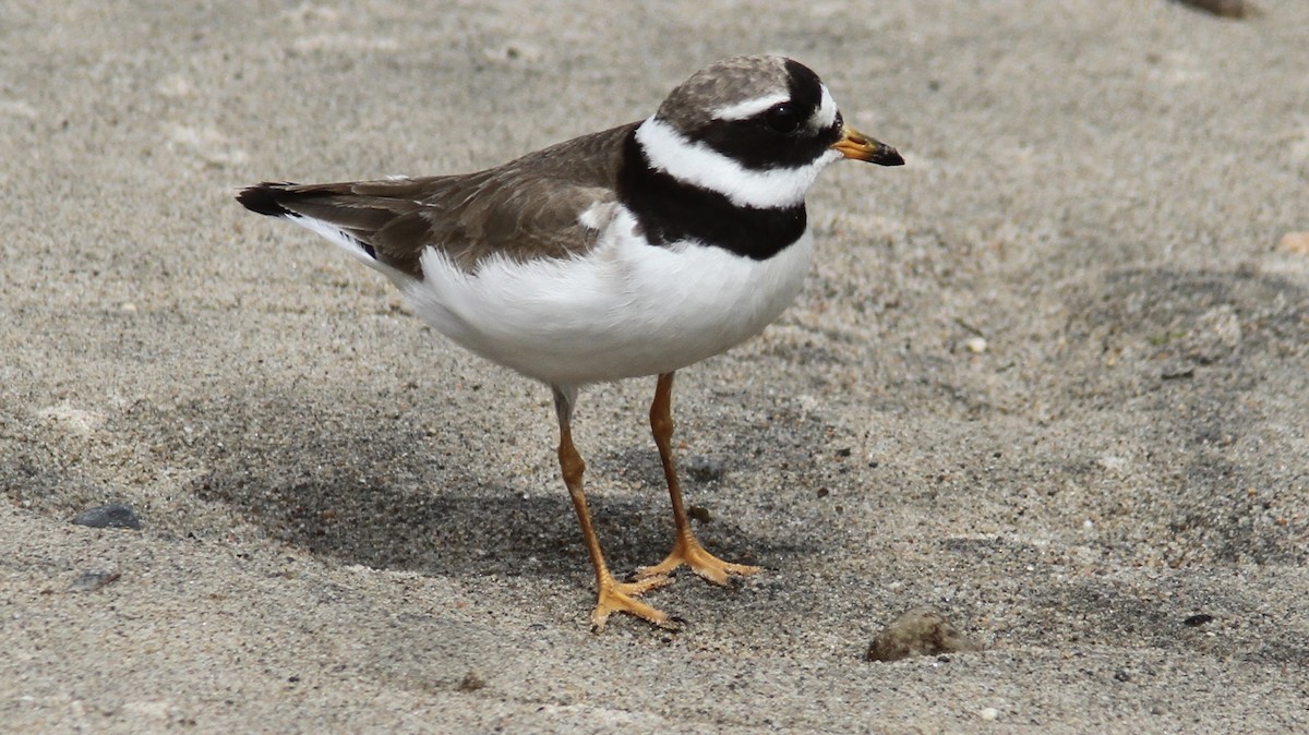 Common Ringed Plover - Pierre Bergeron