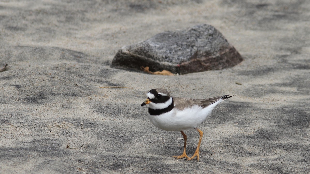 Common Ringed Plover - Pierre Bergeron
