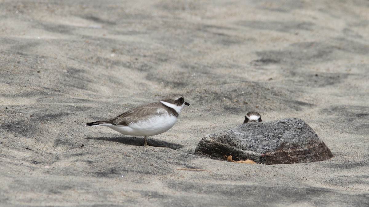 Semipalmated Plover - Pierre Bergeron