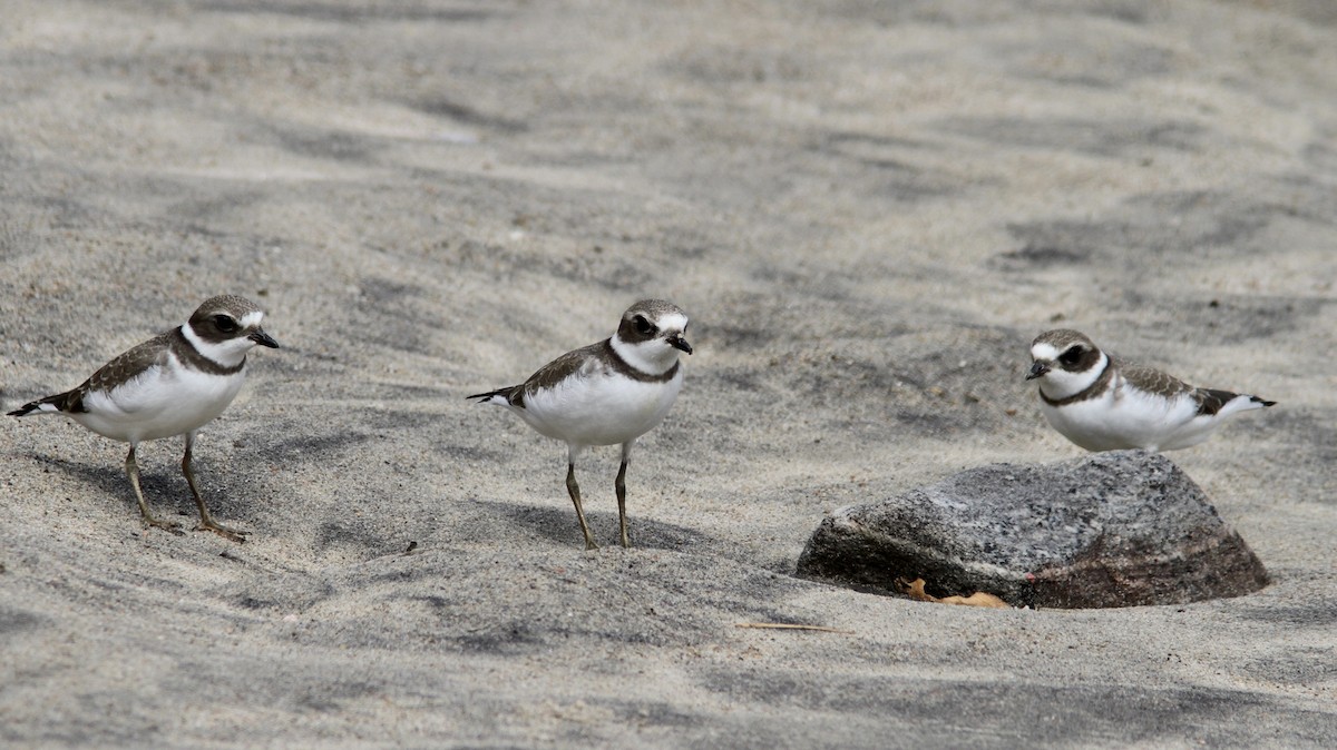 Semipalmated Plover - ML174680531