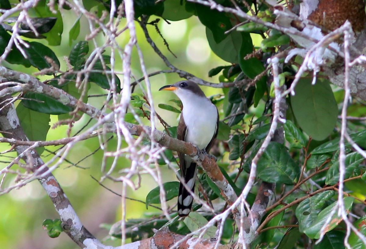Pearly-breasted Cuckoo - ML174687681