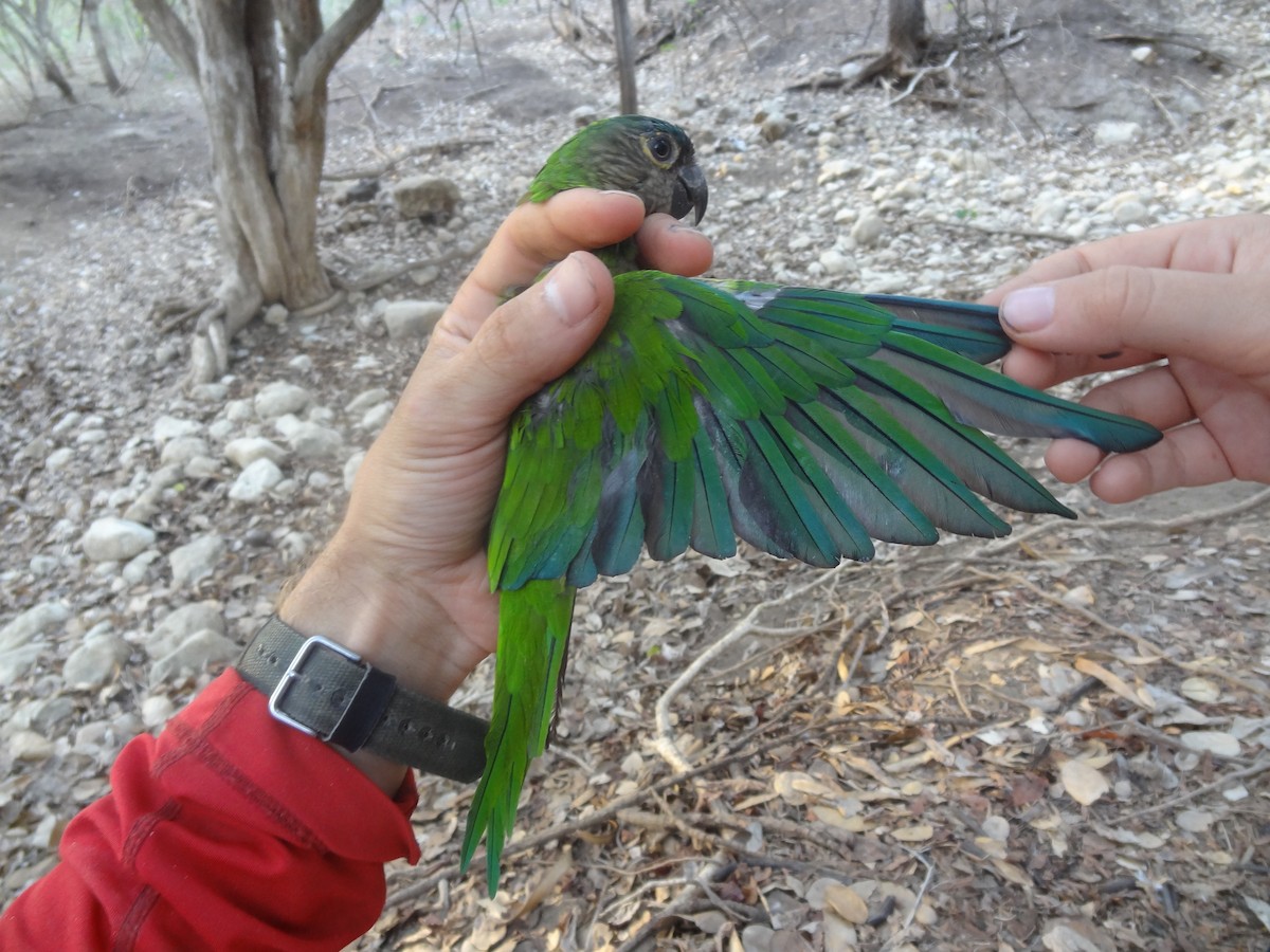 Brown-throated Parakeet - ML174689881