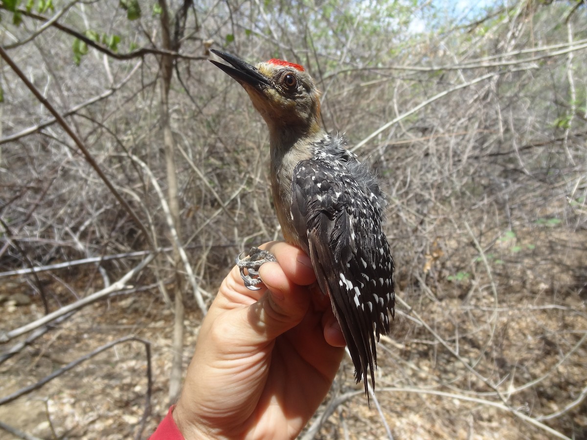 Red-crowned Woodpecker - ML174690291