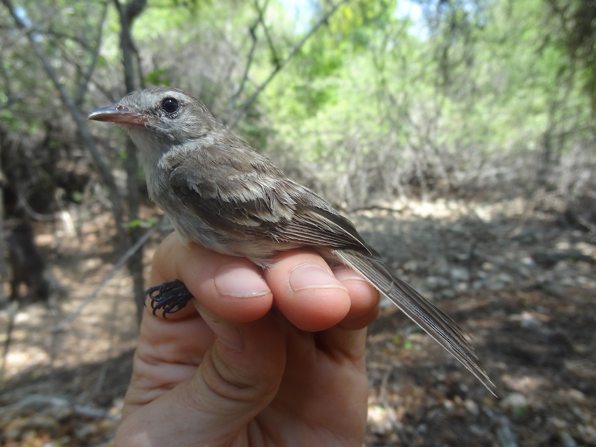 Northern Mouse-colored Tyrannulet - ML174690871