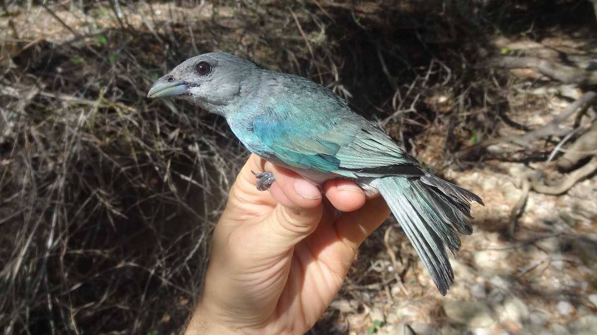 Glaucous Tanager - ML174691631