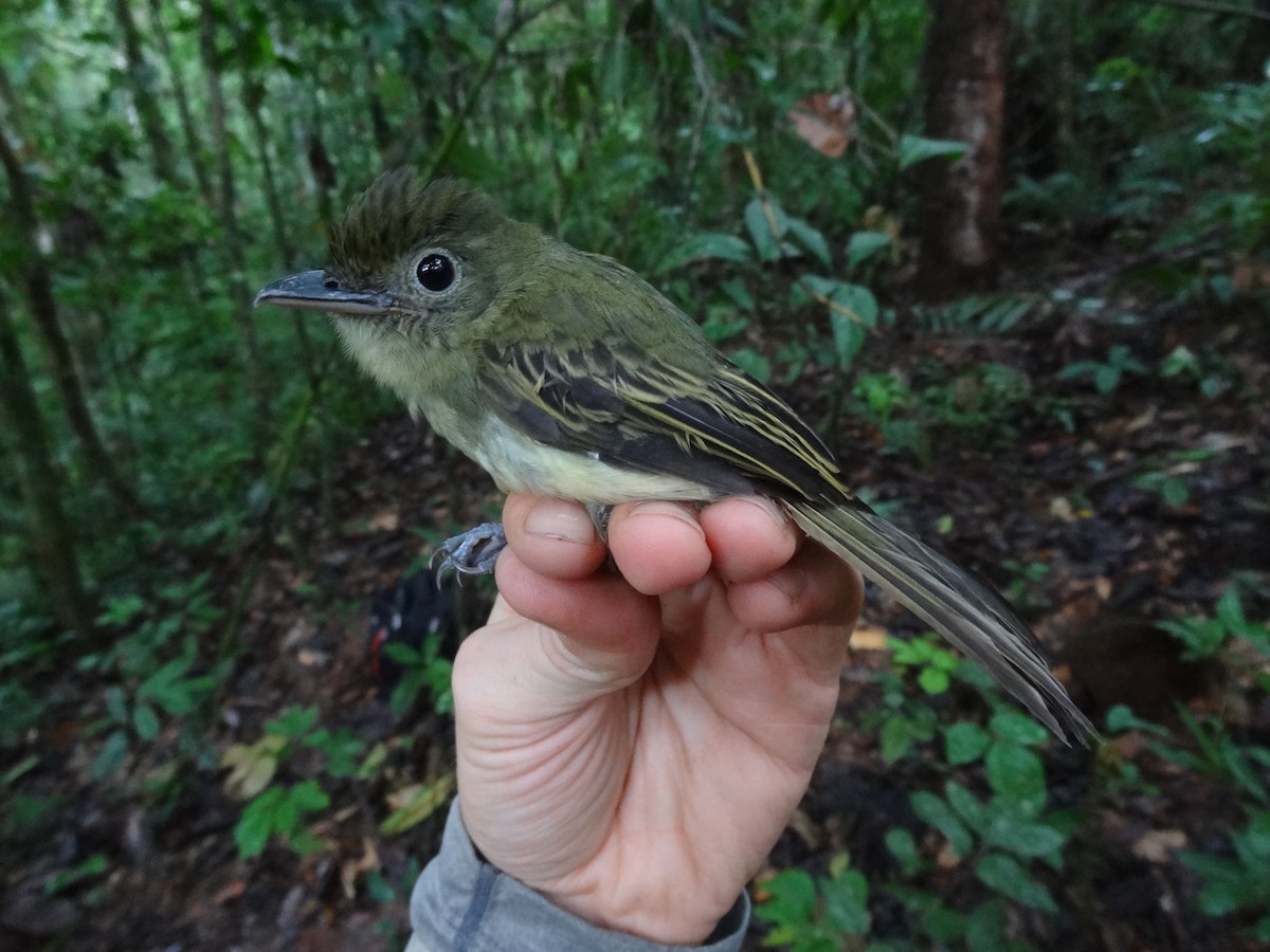 Western Olivaceous Flatbill - ML174694351