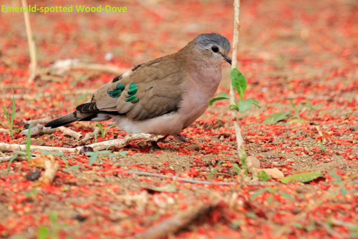 Emerald-spotted Wood-Dove - Butch Carter